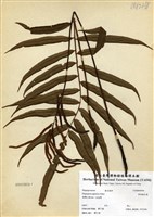 藏品(華東瘤足蕨)的圖片